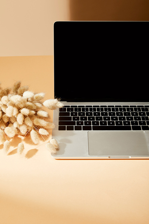 laptop with blank screen near lagurus spikelets on beige surface