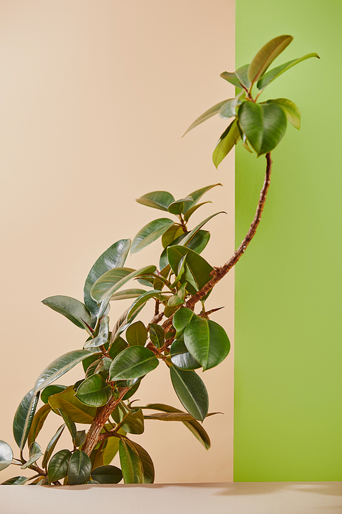 Plant with green leaves on beige and green background