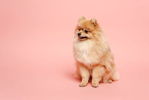 cute little pomeranian spitz dog on pink