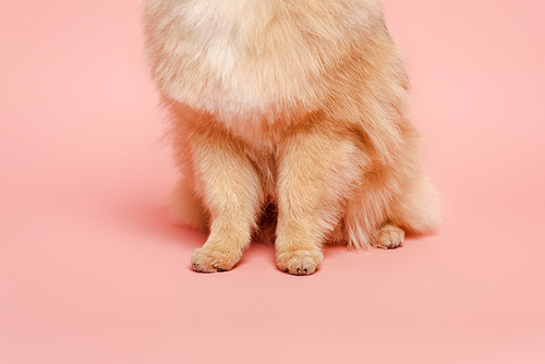 cropped view of red haired dog on pink
