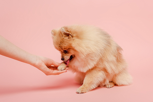 cropped view of cute pomeranian spitz dog giving paw to woman on pink