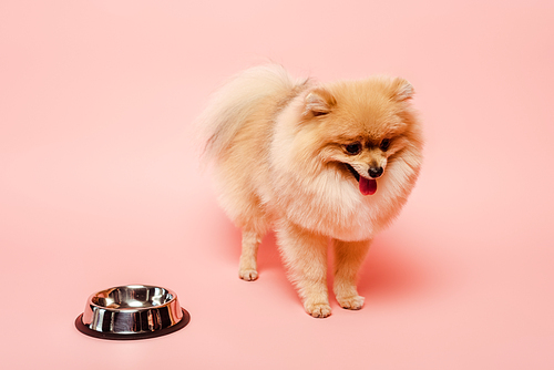 cute pomeranian spitz dog standing near empty bowl on pink