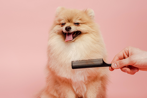 cropped view of groomer with comb making hairstyle to cute pomeranian spitz dog isolated on pink