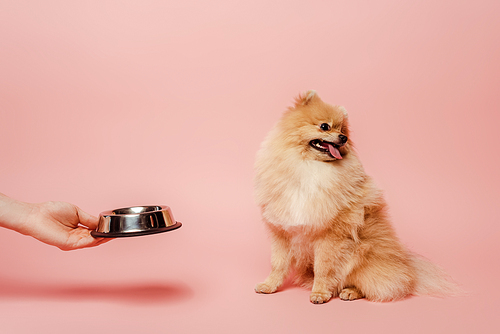 cropped view of woman giving bowl with food to dog on pink