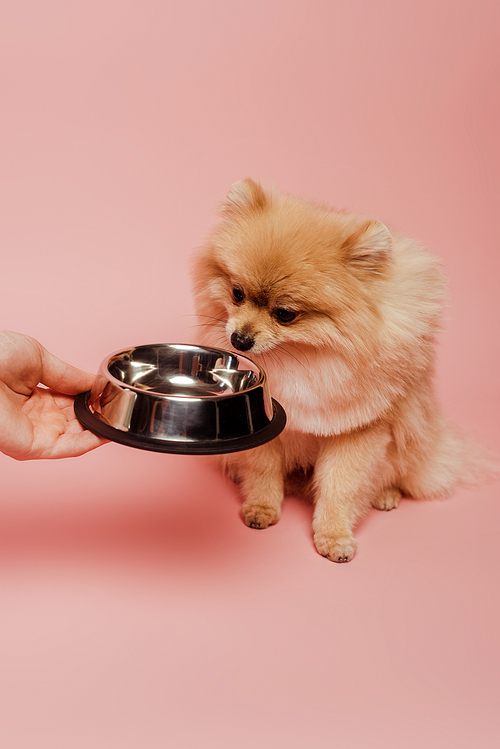 cropped view of woman giving empty bowl to pomeranian spitz dog on pink