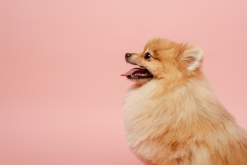 adorable little pomeranian spitz dog isolated on pink