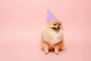 pomeranian spitz dog sitting in party cone for birthday on pink