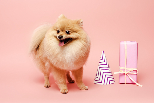 cute pomeranian spitz dog standing near party cone and birthday gift on pink