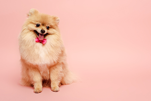 pomeranian spitz dog with cute bow tie sitting on pink