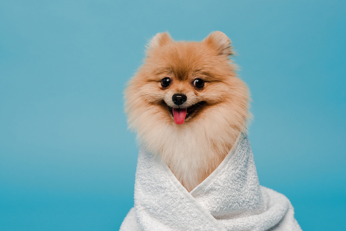 adorable pomeranian spitz dog wrapped in towel isolated on blue