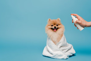 cropped view of groomer with spray bottle near pomeranian spitz dog wrapped in towel on blue