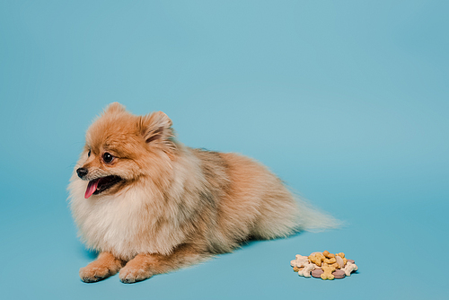 adorable fluffy pomeranian spitz dog with tablets on blue