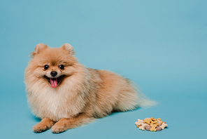 fluffy pomeranian spitz dog with tablets on blue