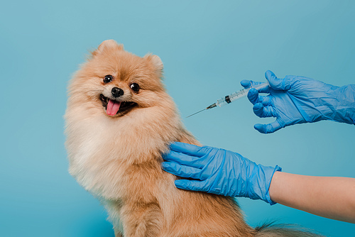 cropped view of veterinarian in latex gloves making vaccination for pomeranian spitz dog isolated on blue