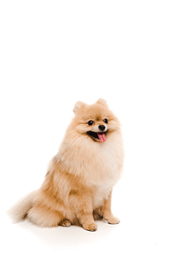 funny pomeranian spitz dog sitting on white