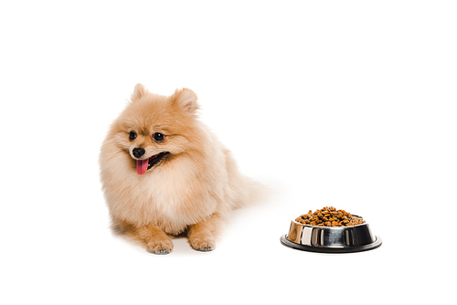 pomeranian spitz near bowl with dog food on white