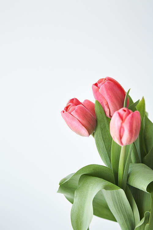 spring blooming pink tulips with green leaves isolated on white