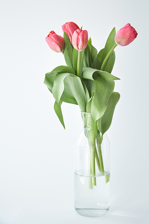 spring blooming pink tulips with green leaves in vase on white