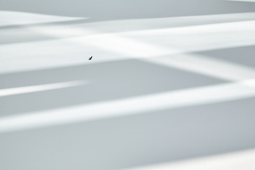 abstract background with shadows and sunlight on white
