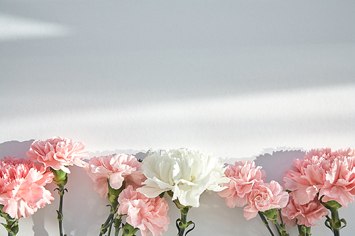 top view of pink and white carnations on white background with sunlight and shadows