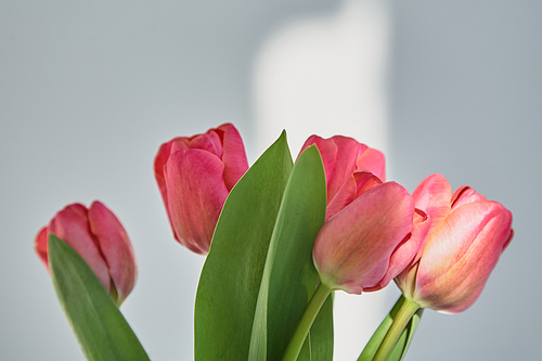 spring blooming pink tulips with green leaves white with shadows