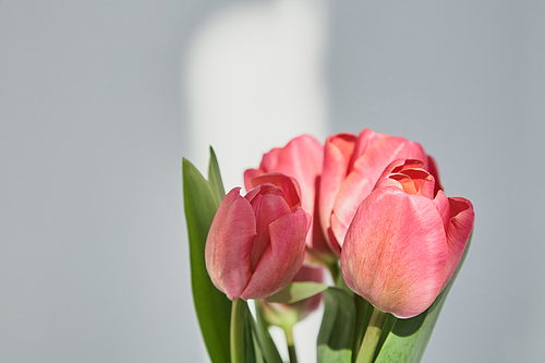 spring blooming pink tulips with green leaves white with shadows
