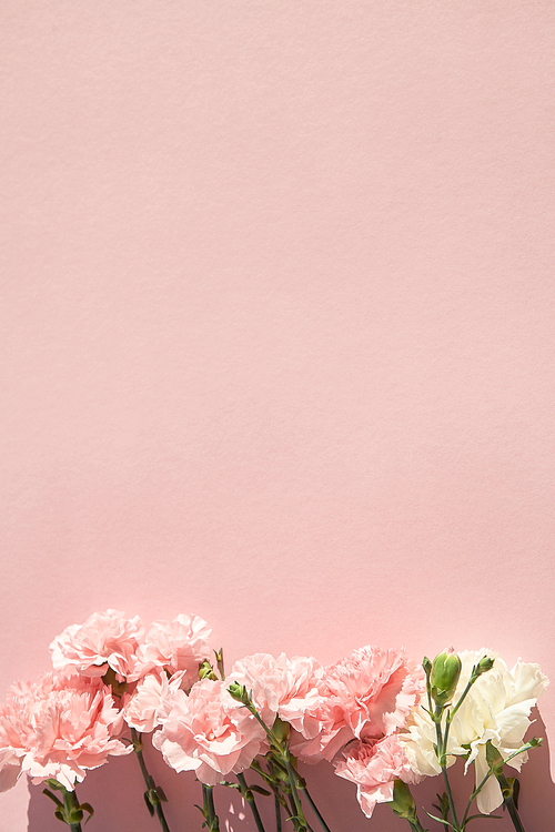 top view of blooming carnations on pink background