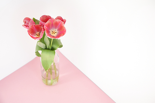 spring tulips in vase on pink and white background