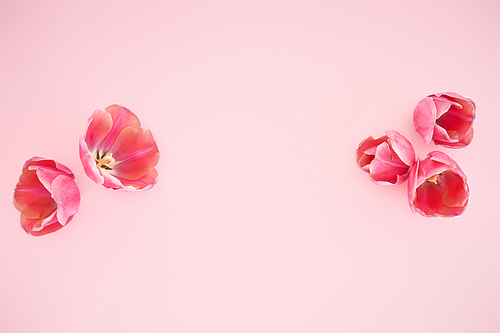 top view of pink tulips on pink background with copy space