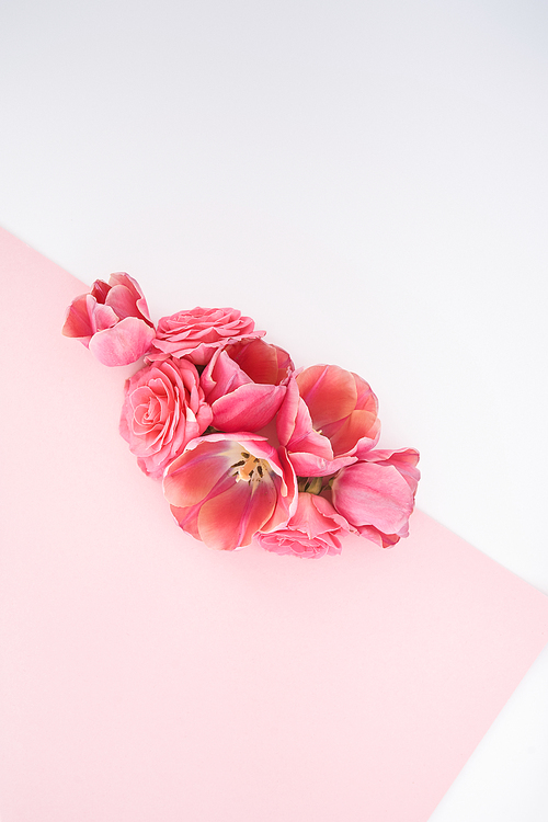 top view of pink roses and tulips buds on pink and white background with copy space