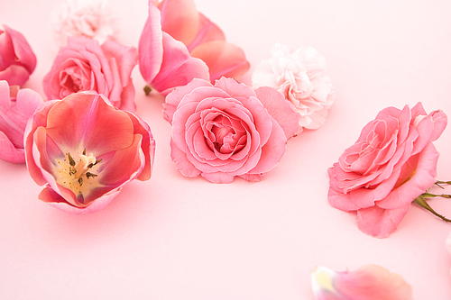 blooming spring flowers on pink background