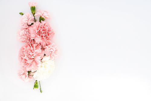 top view of pink carnations on white background with copy space