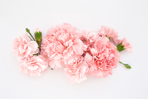 top view of pink carnations on white background