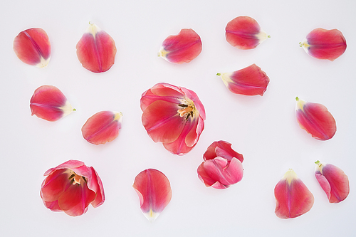 top view of pink tulips and petals scattered on white background