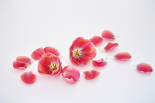 tulips and petals scattered on white background