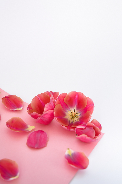 tulips and petals scattered on pink and white background