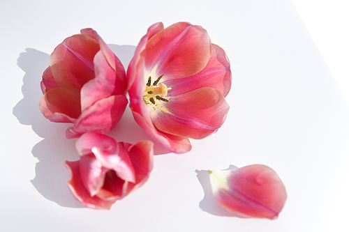 spring pink tulips on white background