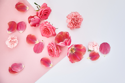 top view of roses, tulips and carnations scattered on pink and white background
