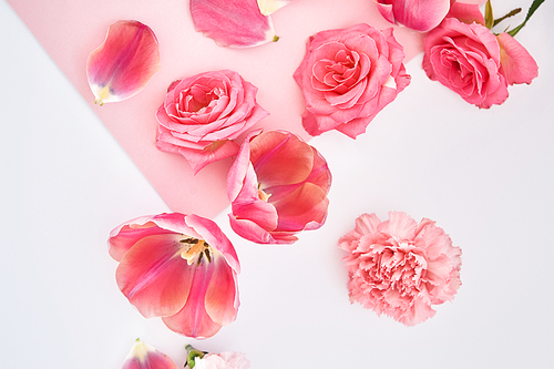 top view of roses, tulips and carnations scattered on pink and white background