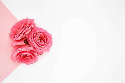 top view of roses on pink and white background