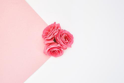 top view of roses on pink and white background