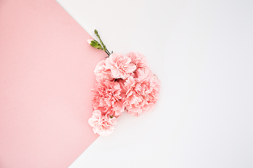 top view of carnations on pink and white background