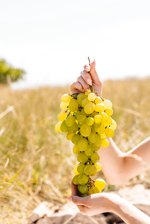 partial view of woman holding bunch of delicious grapes in meadow