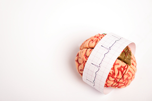 Brain model with electrocardiogram on paper on white background