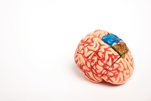Brain model with colored parts on white background