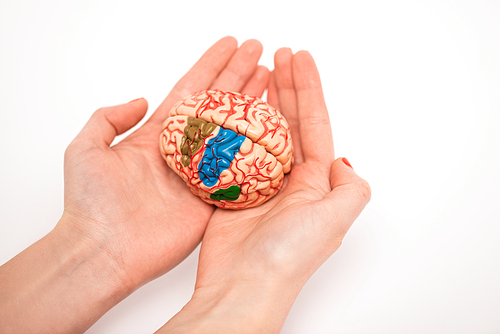 Cropped view of woman holding brain model with colored parts on white background, alzheimer disease concept