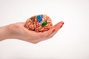 Cropped view of woman holding in hand brain model with colored parts isolated on white, alzheimer disease concept