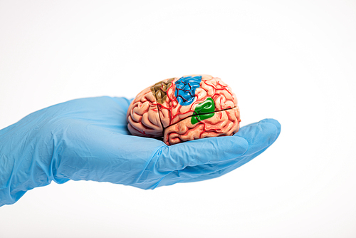 Cropped view of doctor holding brain model with colored parts isolated on white, alzheimer disease concept