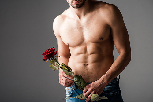 cropped view of shirtless man in jeans holding rose flower on grey