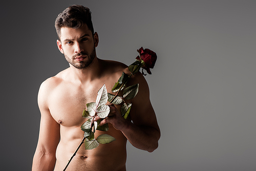 sexy naked man holding rose flower on grey